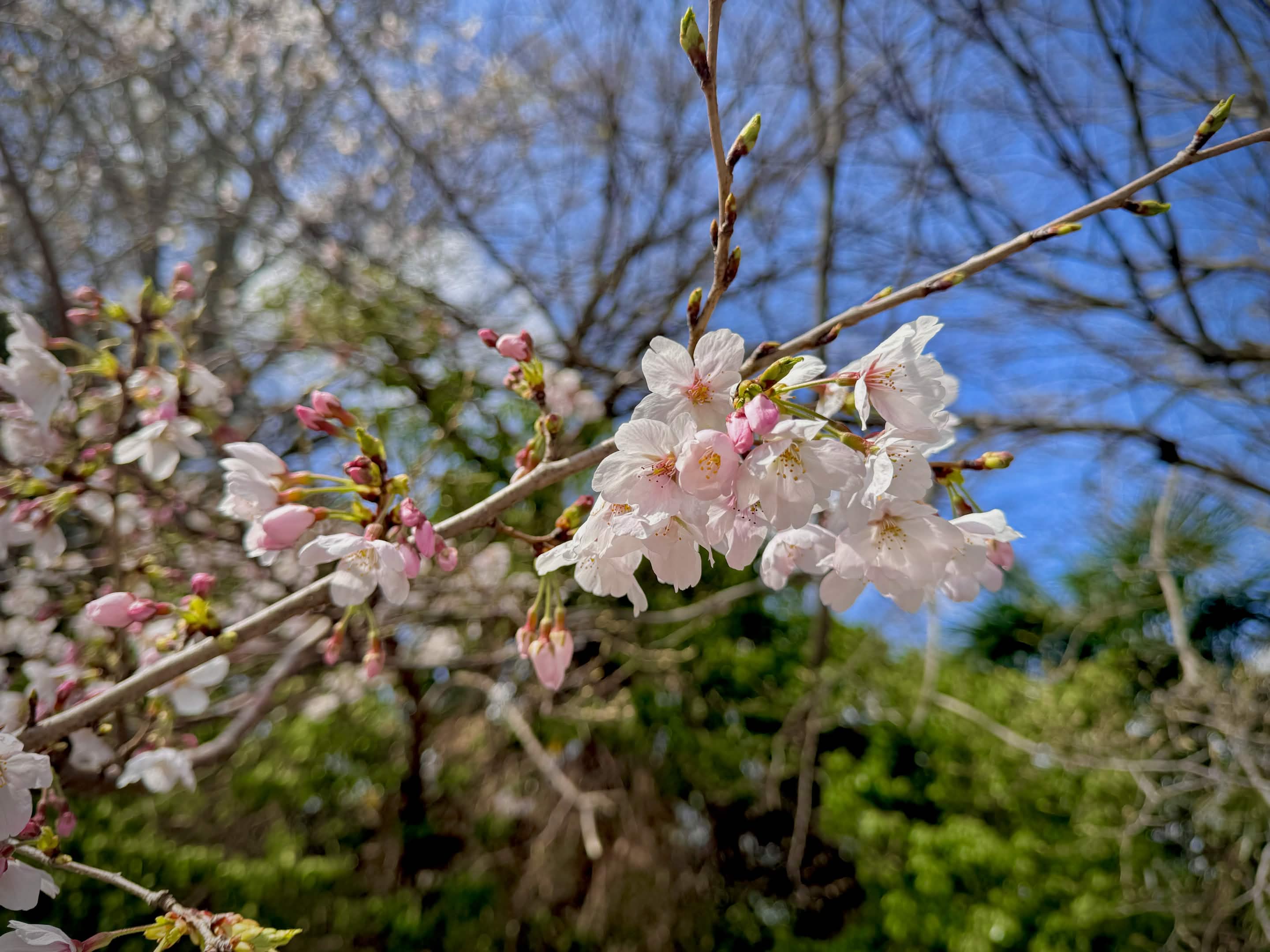 近所の桜